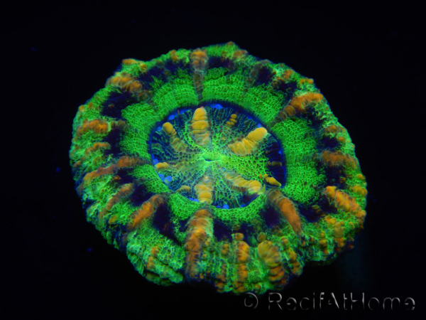 WYSIWYG Micromussa pacifica Scolymia Croc Island B2 XS 2cm