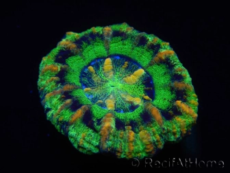 WYSIWYG Micromussa pacifica Scolymia Croc Island B2 XS 2cm