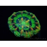 WYSIWYG Micromussa pacifica Scolymia Croc Island B2 XS 2cm