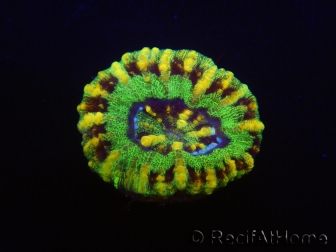 WYSIWYG Micromussa pacifica Scolymia Croc Island B5 XS 2cm