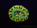 WYSIWYG Micromussa pacifica Scolymia Croc Island B5 XS 2cm