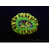 WYSIWYG Micromussa pacifica Scolymia Croc Island B5 XS 2cm