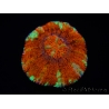 WYSIWYG Micromussa pacifica Scolymia Croc Island D2 XS 2cm