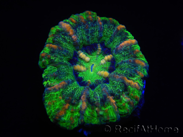 WYSIWYG Micromussa pacifica Scolymia Croc Island E3 XS 2cm