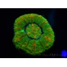 WYSIWYG Micromussa pacifica Scolymia Croc Island E4 XS 2cm
