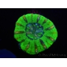 WYSIWYG Micromussa pacifica Scolymia Croc Island E5 XS 2cm