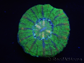 WYSIWYG Micromussa pacifica Scolymia Croc Island F1 XS 2cm