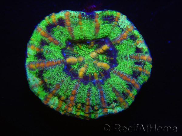 WYSIWYG Micromussa pacifica Scolymia Croc Island G6 XS 2cm