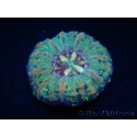 WYSIWYG Micromussa pacifica Scolymia Croc Island A1 XS 2cm