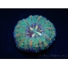 WYSIWYG Micromussa pacifica Scolymia Croc Island A1 XS 2cm
