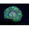 WYSIWYG Micromussa pacifica Scolymia Croc Island A2 XS 2cm