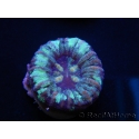 WYSIWYG Micromussa pacifica Scolymia Croc Island A3 XS 2cm