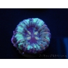 WYSIWYG Micromussa pacifica Scolymia Croc Island A3 XS 2cm