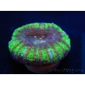 WYSIWYG Micromussa pacifica Scolymia Croc Island A4 XS 2cm