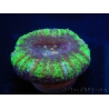 WYSIWYG Micromussa pacifica Scolymia Croc Island A4 XS 2cm