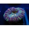WYSIWYG Micromussa pacifica Scolymia Croc Island A5 XS 2cm
