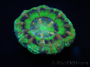 WYSIWYG Micromussa pacifica Scolymia Croc Island B2 XS 2cm