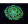 WYSIWYG Micromussa pacifica Scolymia Croc Island B2 XS 2cm