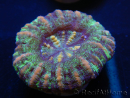 WYSIWYG Micromussa pacifica Scolymia Croc Island B4 XS 2cm