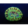 WYSIWYG Micromussa pacifica Scolymia Croc Island B5 XS 2cm