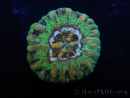 WYSIWYG Micromussa pacifica Scolymia Croc Island C6 XS 2cm