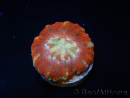 WYSIWYG Micromussa pacifica Scolymia Croc Island D1 XS 2cm