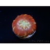 WYSIWYG Micromussa pacifica Scolymia Croc Island D1 XS 2cm