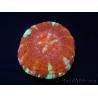 WYSIWYG Micromussa pacifica Scolymia Croc Island D2 XS 2cm