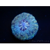 WYSIWYG Micromussa pacifica Scolymia Croc Island E1 XS 2cm
