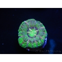WYSIWYG Micromussa pacifica Scolymia Croc Island E3 XS 2cm
