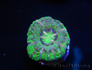 WYSIWYG Micromussa pacifica Scolymia Croc Island E3 XS 2cm