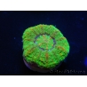 WYSIWYG Micromussa pacifica Scolymia Croc Island E4 XS 2cm