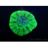 WYSIWYG Micromussa pacifica Scolymia Croc Island E5 XS 2cm