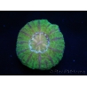 WYSIWYG Micromussa pacifica Scolymia Croc Island F1 XS 2cm