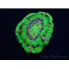 WYSIWYG Micromussa pacifica Scolymia Croc Island F2 XS 2cm