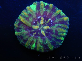 WYSIWYG Micromussa pacifica Scolymia Croc Island G5 XS 2cm