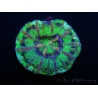 WYSIWYG Micromussa pacifica Scolymia Croc Island G6 XS 2cm
