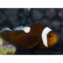 Amphiprion polymnus (le couple) 5-7 cm