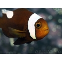 Amphiprion polymnus (le couple) 5-7 cm