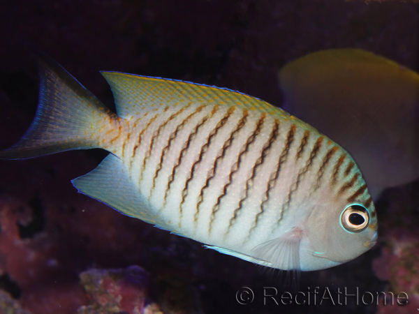 Genicanthus melanospilos mâle