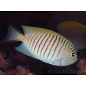 Genicanthus melanospilos mâle