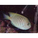 Genicanthus melanospilos mâle