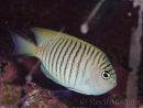 Genicanthus melanospilos mâle