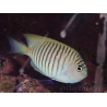 Genicanthus melanospilos mâle