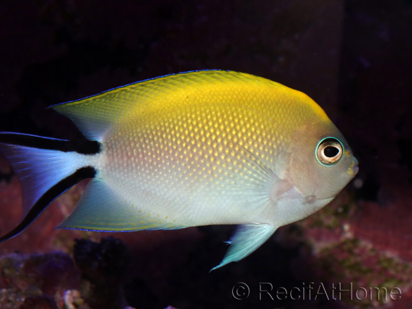 Genicanthus melanospilos fem.