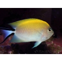 Genicanthus melanospilos fem.