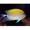 Genicanthus melanospilos fem.