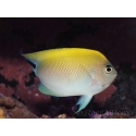 Genicanthus melanospilos fem.