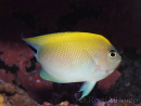Genicanthus melanospilos fem.