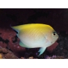 Genicanthus melanospilos fem.